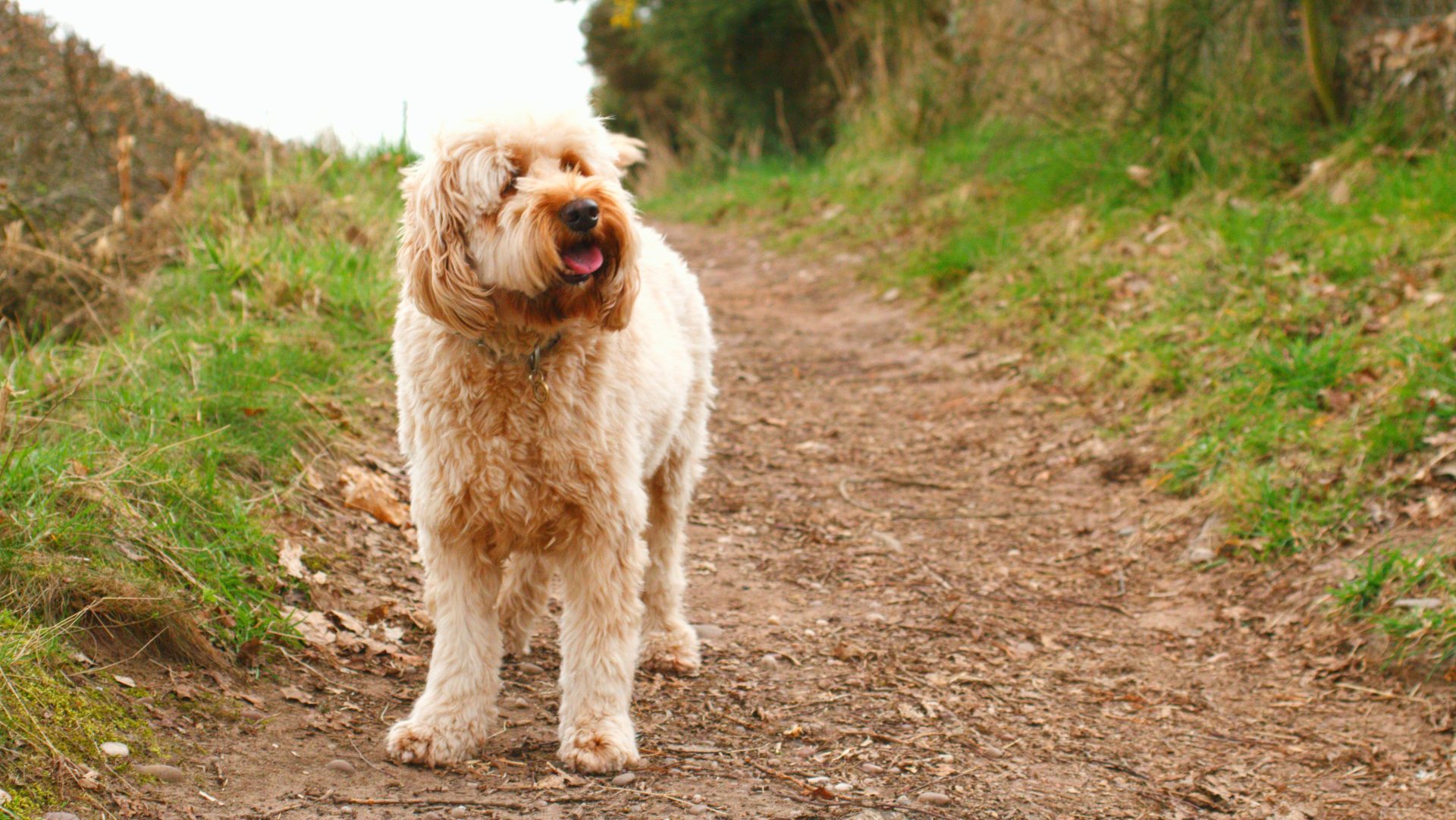 Dog standing on walking path