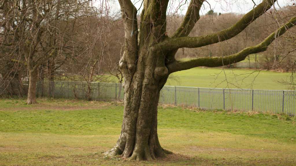 Tree standing alone in field