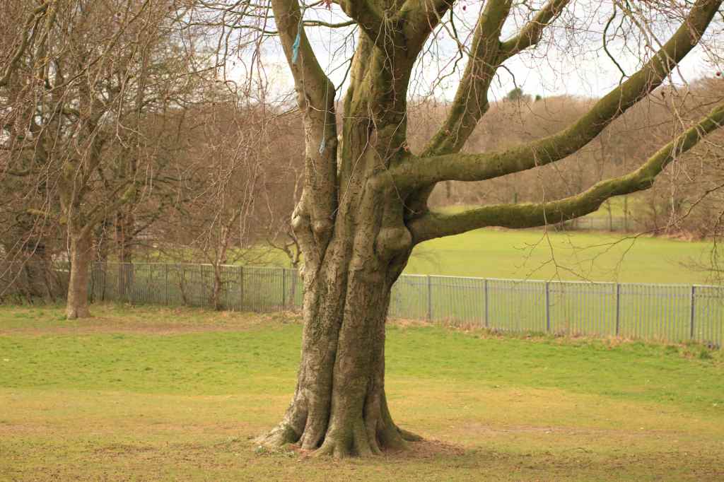 Tree standing alone in field