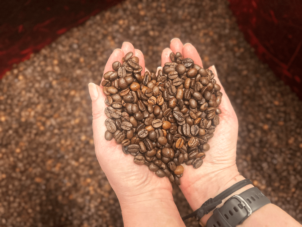 Hands cupping roasted beans over some more roasted beans