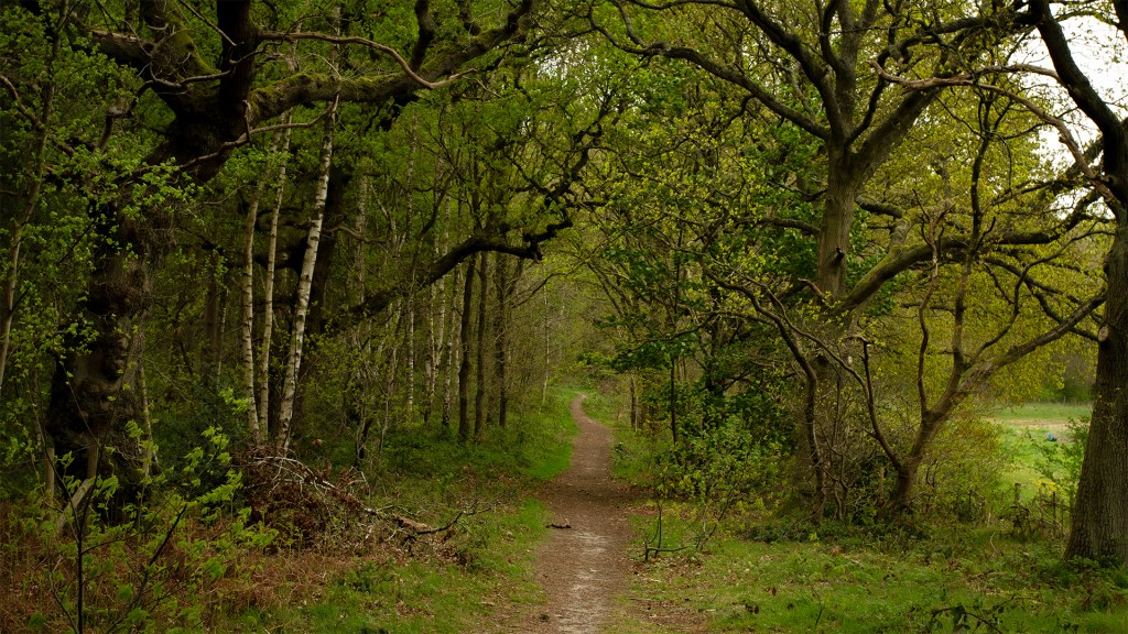 Forest in north Nottinghamshire.