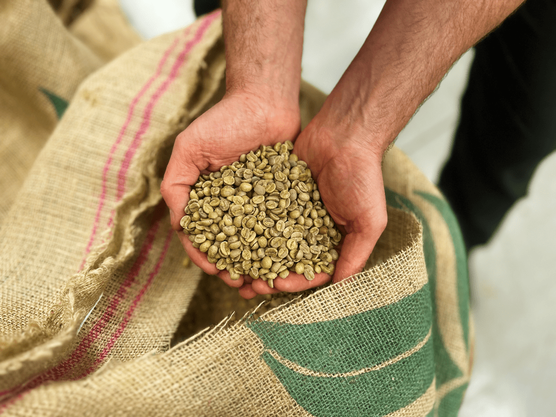 Green beans being held over a sack full of beans from Brazil