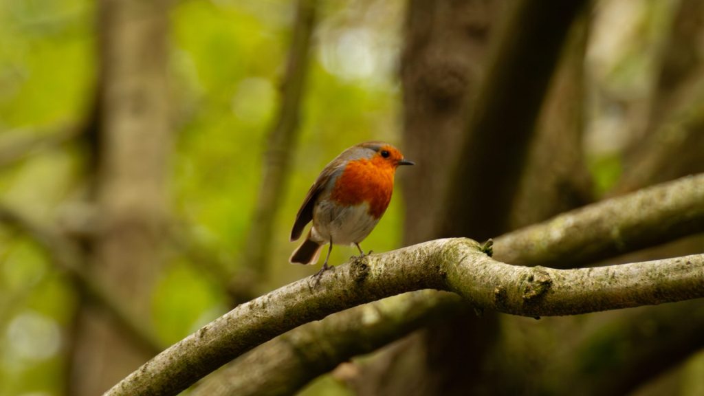 Robin sitting on a branch.