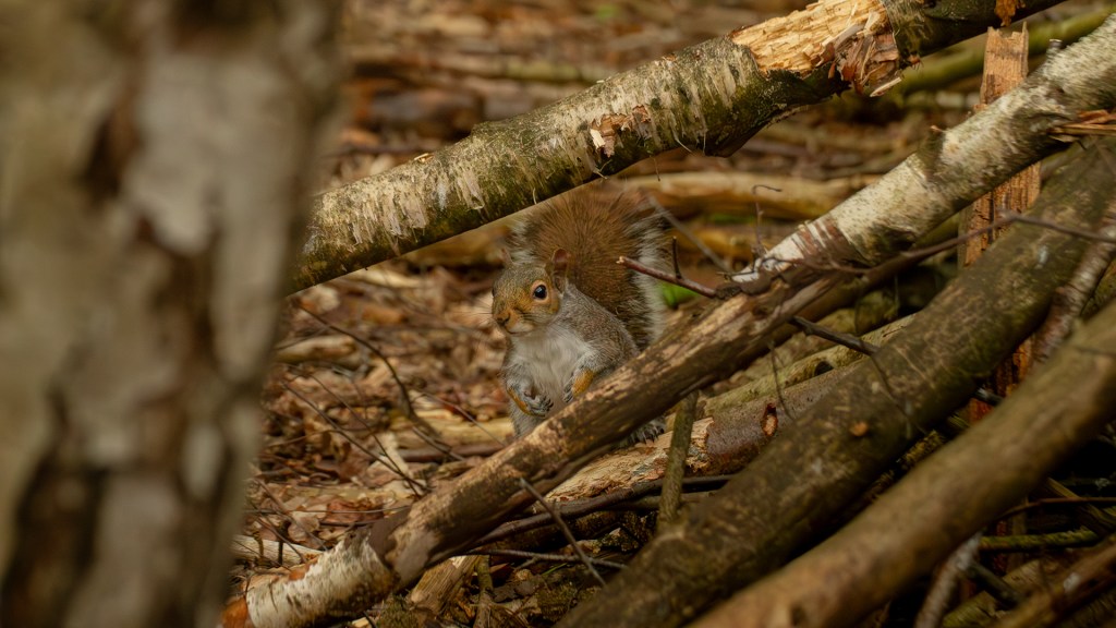 Squirrel peers over branch in forest.