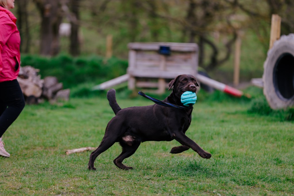 A dog playing with a toy 